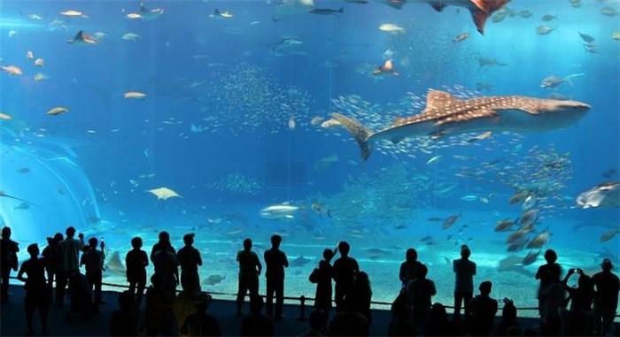 杭州大型鱼缸|好景至水族景观|杭州大型鱼缸定做公司