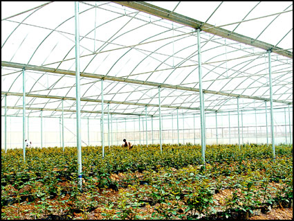 昆明玻璃温蔬菜大棚-科创温室大棚-玻璃温蔬菜大棚建造