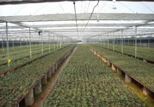 石林蔬菜温室大棚-科创温室大棚-蔬菜温室大棚施工
