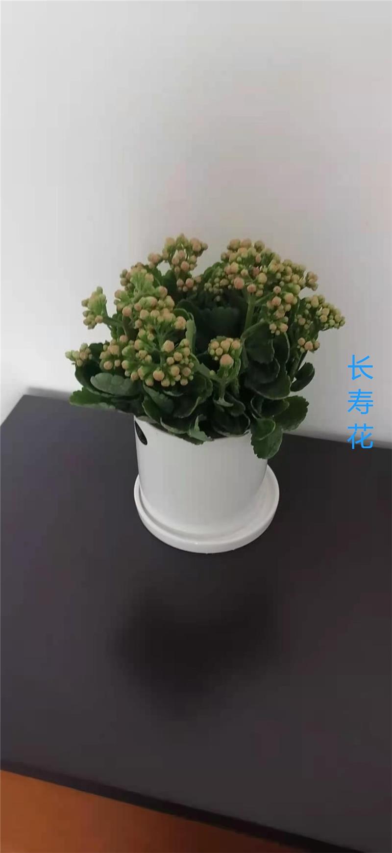 武汉花木出租-武汉租花木-众芳园艺(多图)