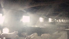 牛舍降温消毒喷雾设备-阳江喷雾设备-杜丰贸易