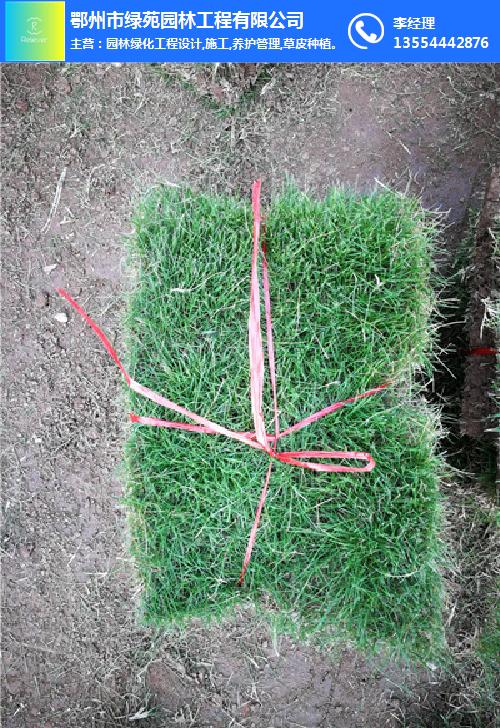 十堰草坪-绿苑园林工程(在线咨询)-户外草坪
