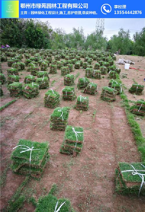 黄石草坪-百慕大草皮服务-草坪哪家好