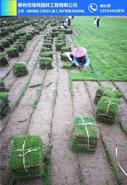 鄂州草坪-绿苑园林工程(在线咨询)-户外草坪