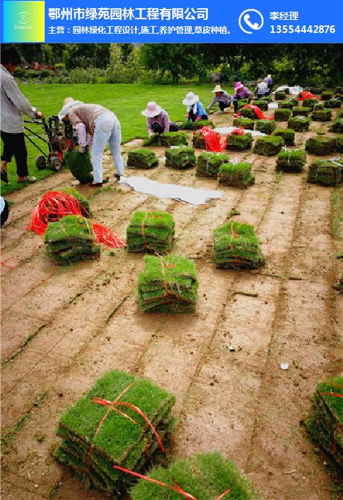 武汉草坪-草坪价格-百慕大草坪订购