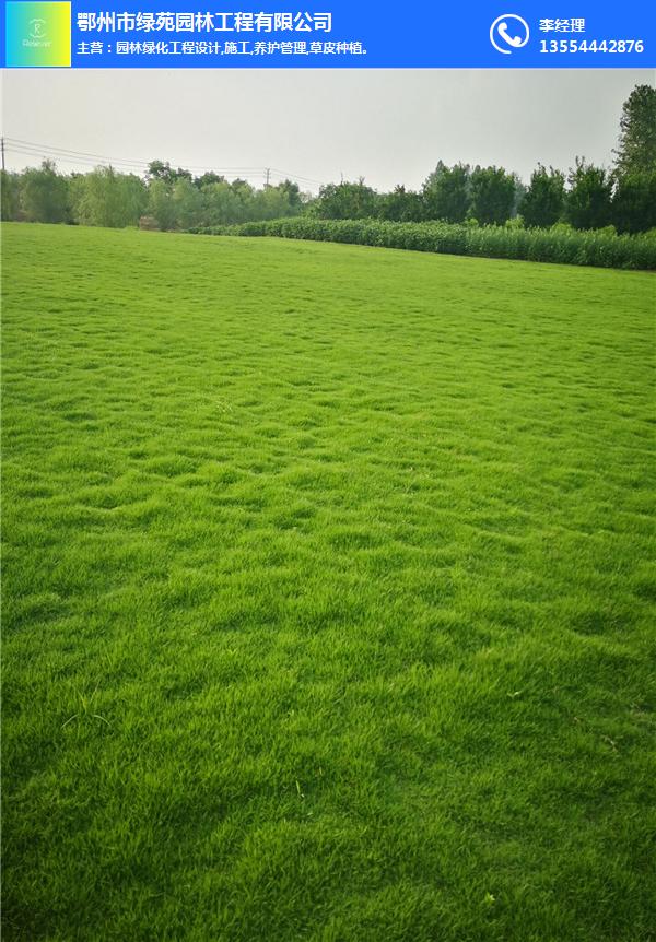 武汉马尼拉草皮-绿苑园林工程(推荐商家)-马尼拉草皮供应基地