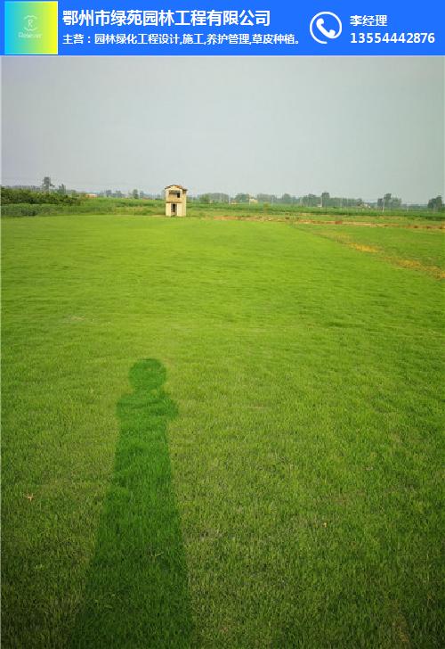 草、綠苑園林工程、狗尾巴草