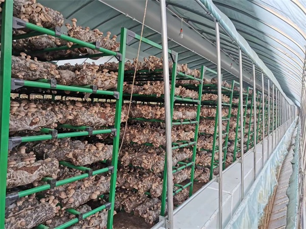陕西新型蘑菇架-新型蘑菇架厂家-泰福钢塑管