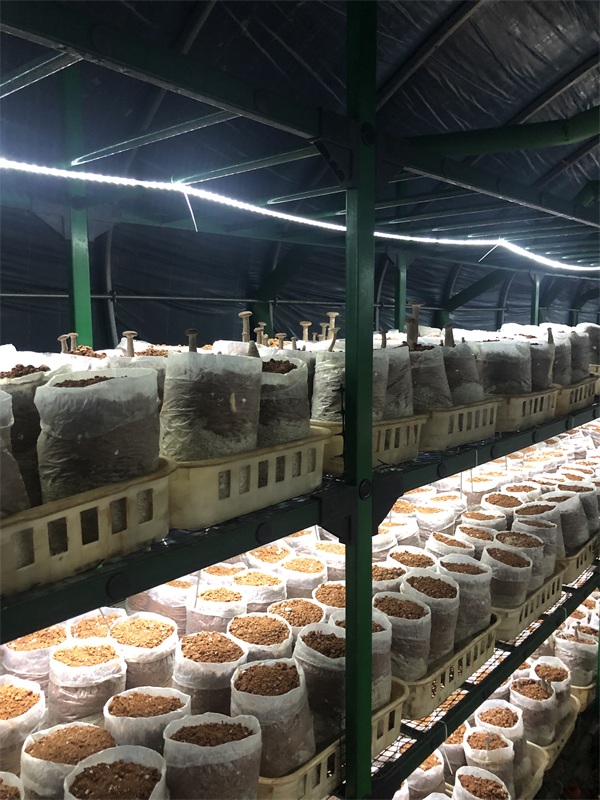 陕西蘑菇培育架-蘑菇培育架厂家-泰福钢塑管有限公司(多图)