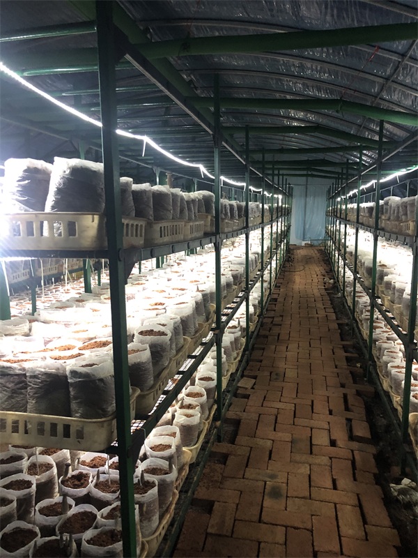 河南高棚式出菇架-高棚式出菇架厂家-天津泰福钢塑管