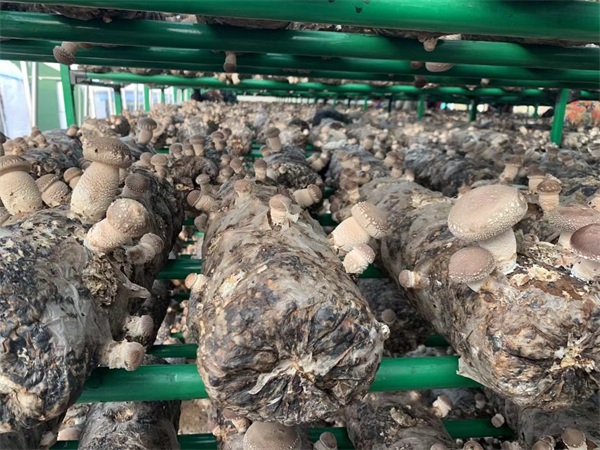 湖南蘑菇培育架-蘑菇培育架采购-泰福钢塑管有限公司(多图)