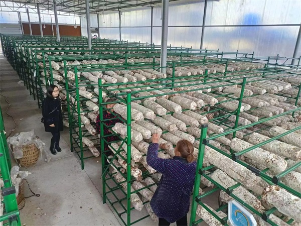 陕西蘑菇种植架-泰福钢塑管(推荐商家)-蘑菇种植架采购