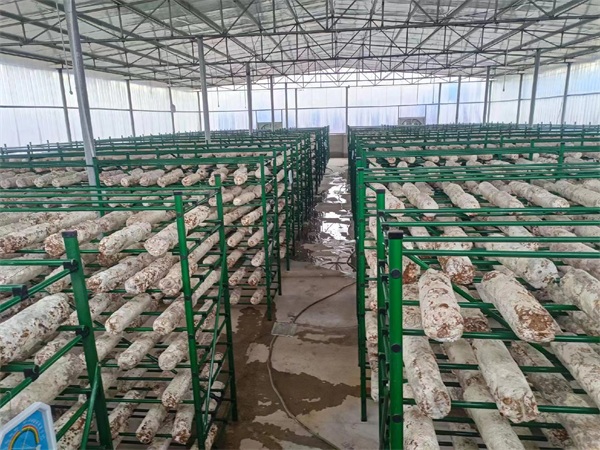 陕西包塑蘑菇架-包塑蘑菇架报价-天津市泰福钢塑管