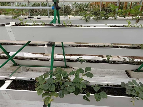 草莓栽培架直销-湖南草莓栽培架-天津泰福钢塑管