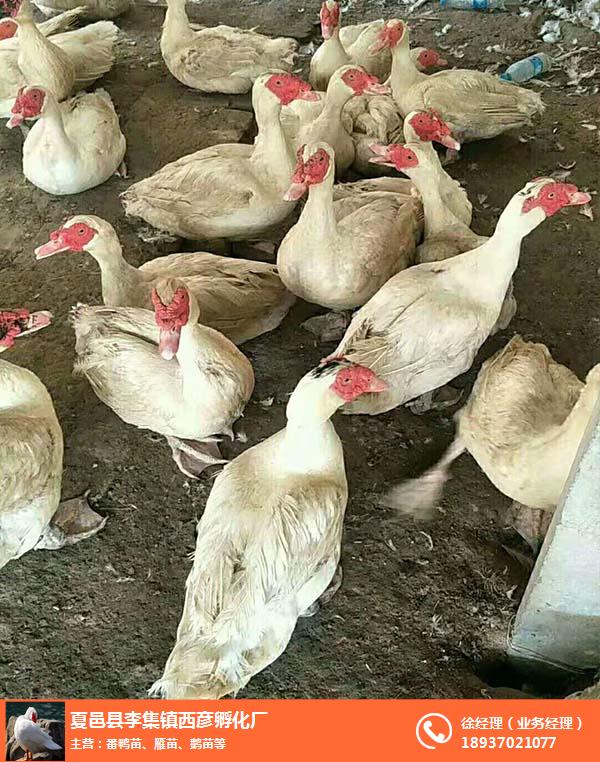 西彦孵化厂番鸭苗(图)-大种番鸭价格-濮阳大种番鸭