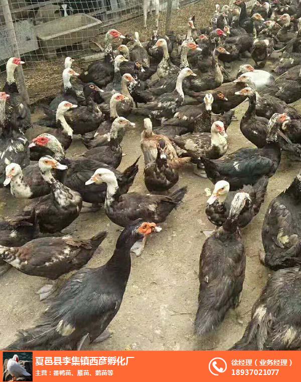 鹤壁正番鸭-正番鸭收购-西彦孵化厂番鸭苗