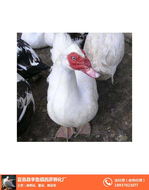 漯河鸭子多少钱一斤-西彦孵化厂-大种鸭子多少钱一斤