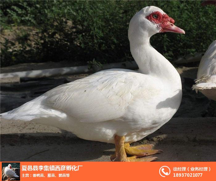武汉公番鸭-西彦孵化厂(在线咨询)-公番鸭合作回收