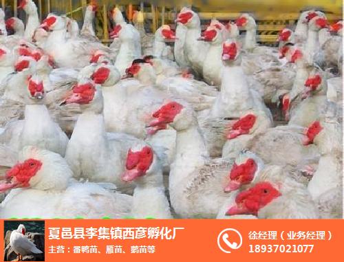 西彦孵化厂货源足(图)-大番鸭收购商-西安大番鸭