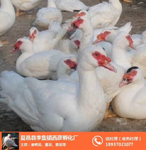 渭南半番鸭-西彦孵化厂(在线咨询)-半番鸭回收