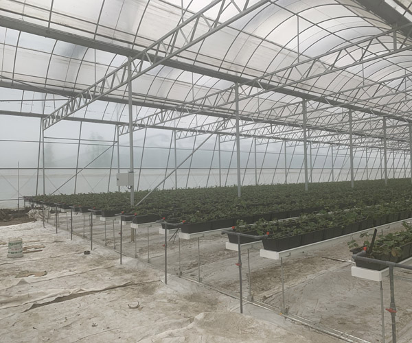 空中草莓栽培系统-北京泓稷科技公司-空中草莓栽培系统报价