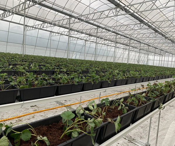 吊挂草莓栽培系统厂家-吊挂草莓栽培系统-泓稷科技栽培槽