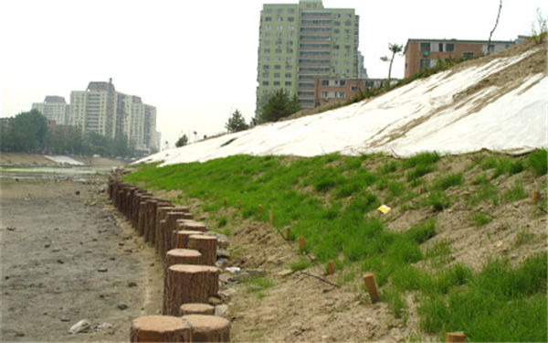 宣城俊鵬木樁廠家(圖)-河道木樁多少錢-河道木樁