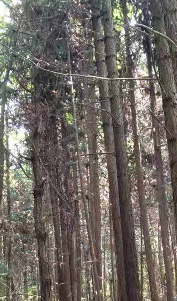 宣城俊鵬木樁廠家(圖)-綠化杉木樁多少錢-綠化杉木樁