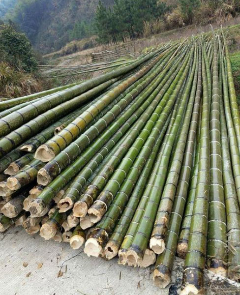 池州毛竹-俊鵬木樁(推薦商家)-毛竹廠家