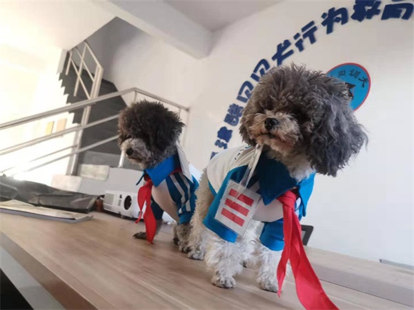 邯郸家庭宠物犬训练-酷贝贝训犬学校