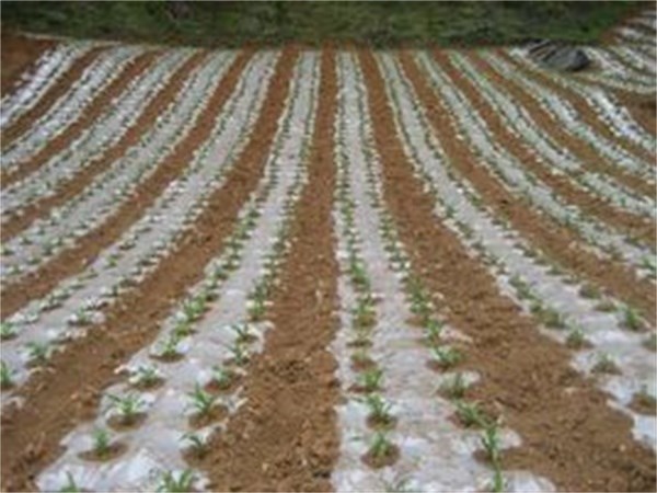 恒豐塑料地膜廠家(圖)-除草膜-淄博地膜