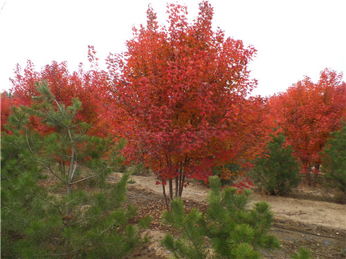 丛生美国红枫-金枫绿化-丛生美国红枫高度6米