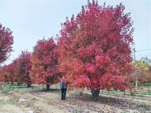 丛生美国红枫-丛生美国红枫景观树新品种-金枫绿化