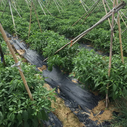 碩泰，廣東東莞銀黑地膜生產(chǎn)_銀黑地膜多少錢一卷_銀黑地膜