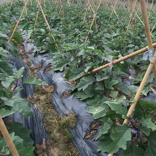 黑色除草膜_黑色除草膜白菜_硕泰，广东黑色除草膜生产厂