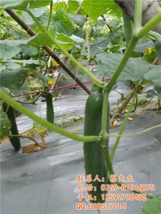 地膜蔬菜育苗、地膜、碩泰，廣東東莞地膜生產廠家