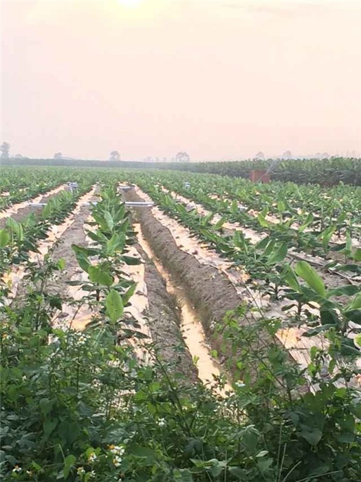 農膜、碩泰、哪家地膜價格便宜(在線咨詢)、黑色農膜