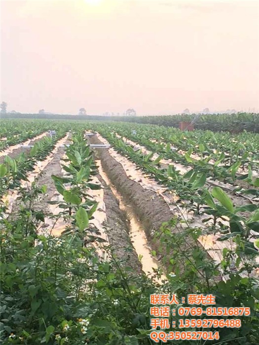 碩泰、東莞銀黑蓋草地膜廠(圖)|黑色草莓地膜|地膜