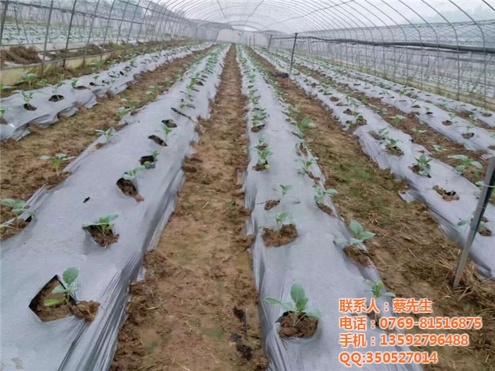 硕泰、西红柿种植地膜(图),地膜加工厂,地膜