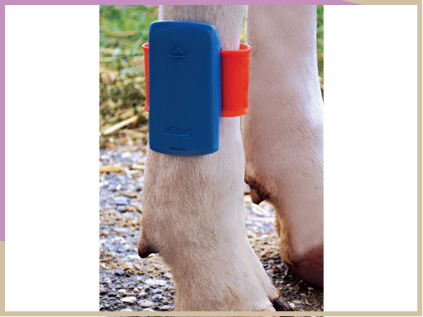 进口奶牛计步器代理-陕西进口奶牛计步器-赛普农牧科技公司