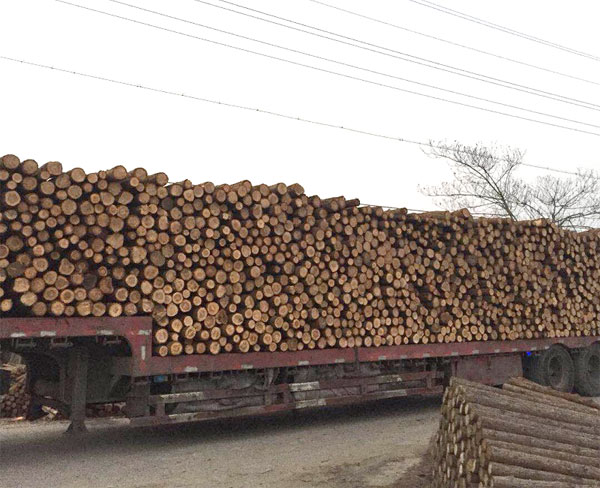 济南杉木支撑杆-园林杉木支撑杆-宣城栋梁木业有限公司(多图)