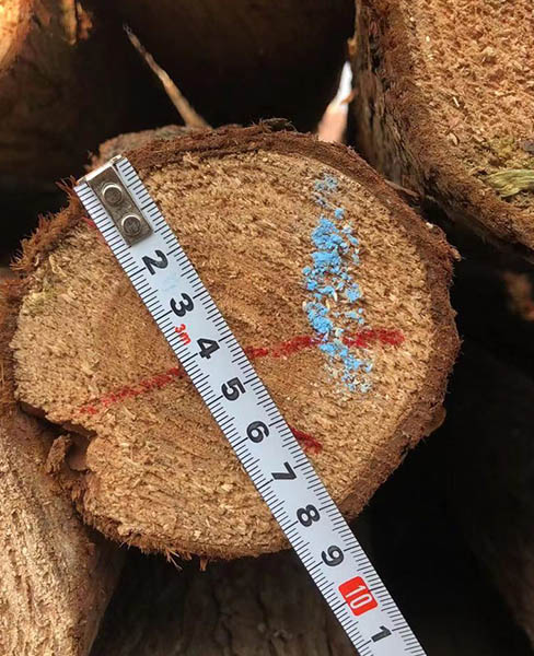 宣城乐业杉木河道桩(图)-杉木桩多少钱一根-杉木桩
