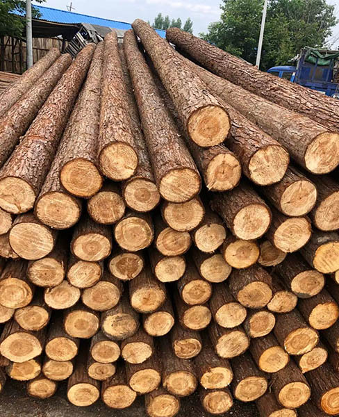 南京杉木桩-宣城乐业杉木桩多少钱-杉木桩批发