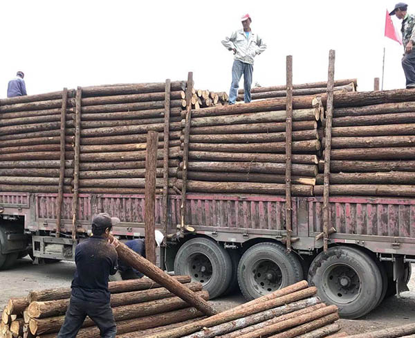 连云港杉木桩-乐业木业(在线咨询)-杉木桩报价