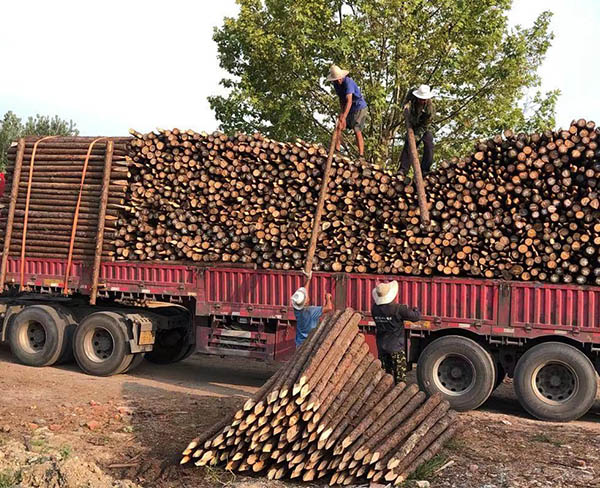 宣城乐业杉木桩报价(图)-打桩木批发-东营打桩木