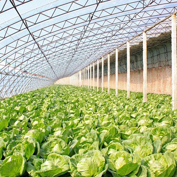 郑州温室种植大棚厂家-现代化温室种植大棚厂家-金淼售后无忧