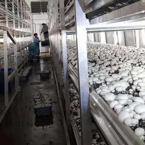 泰安新型养菇大棚-金淼(推荐商家)-新型养菇大棚公司