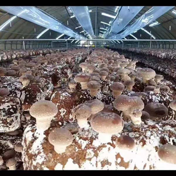 焦作养菇大棚价格-金淼行业推荐-大型养菇大棚价格