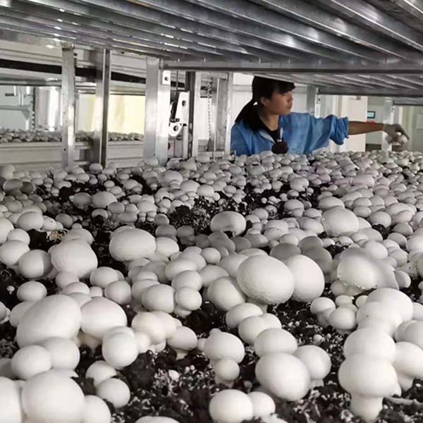 许昌养菇大棚建造-新型养菇大棚建造-金淼行业