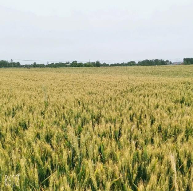 湖南收購小麥-收購小麥聯系方式-豐碩殷德公司